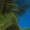 Coconut Bay