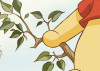 Winnie the Pooh Tree