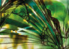 Aphrodite's Garden