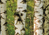 Birkenwald