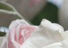 Floraison