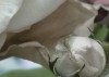 Floraison