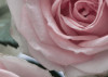 Floraison