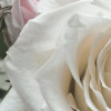 Floraison