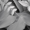 Forest Floor