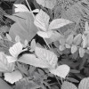 Forest Floor