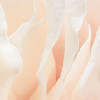 Spring Roses