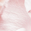 Spring Roses