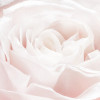 Spring Roses