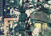 Urban Jungle