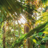 Jungle Trail