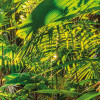 Jungle Trail