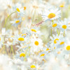 Daisies