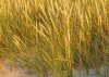 Sandy Path