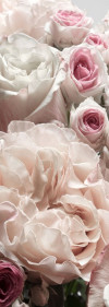 Englische Rosen