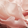 Englische Rosen