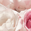 Englische Rosen
