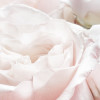 Spring Roses