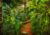 Jungle Trail