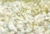 Daisies