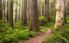Redwood Trail