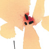 Magie des Fleurs