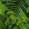 Oasis Verte
