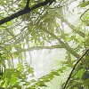 Oasis Verte