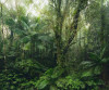 Oasis Verte