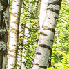 Forêt de Bouleaux