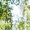 Forêt de Bouleaux