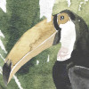 Oiseaux de Malibu