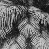 Coco de Paradis