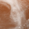 Bearava