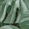 Novel Monstera
