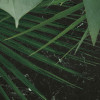 Novel Monstera