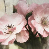 Flemish Flowers