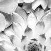 Echeveria
