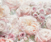 Märchenrosen