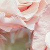 Märchenrosen