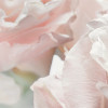 Märchenrosen