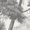 Glade
