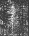 Lustres Lapland