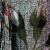 Grande Giardino