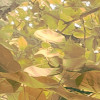 Palms Panorama