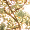 Bold Birch