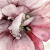 La Flor