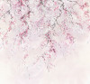 Kirschblüten
