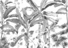 Croissances Monochrome
