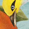 Birds and Berries